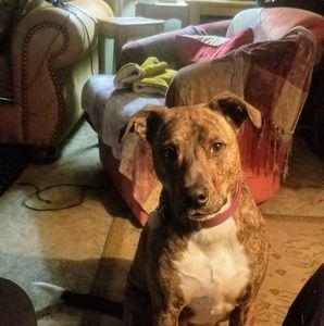 Meet your Posher, Thomas